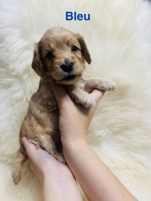 Cavapoo - urocze szczeniaczki z domowej hodowli