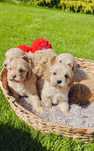 Cudowny piesek cockapoo Cocker spaniel & pudel miniaturowy
