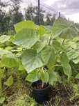 Sadzonki drzew tlenowych Oxytree Paulownia ShanTing 2 letnie