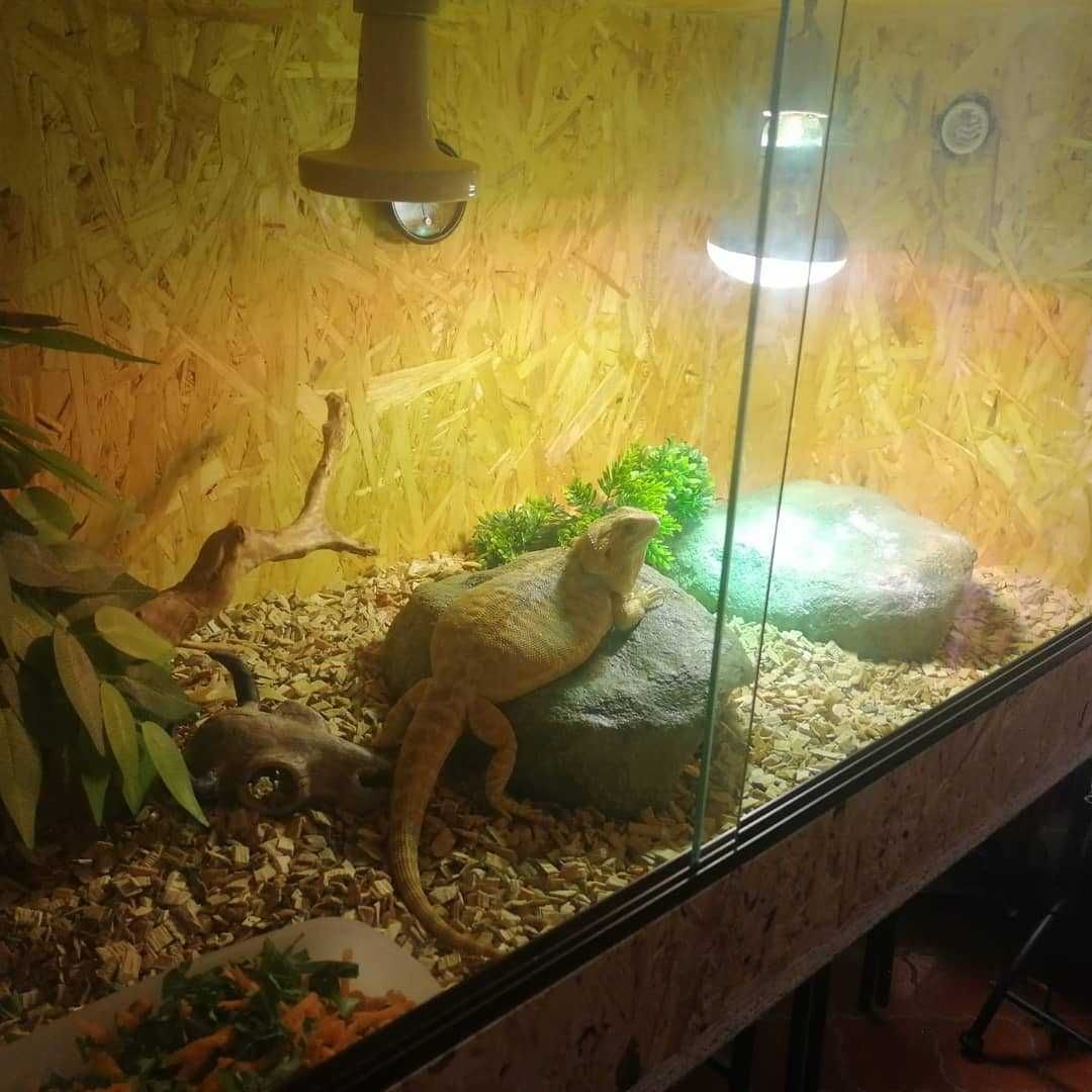 TERRÁRIOS / RACKS  ( Projetos á sua medida )