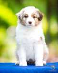 Owczarek australijski FCI, ZKwP suczka red merle
