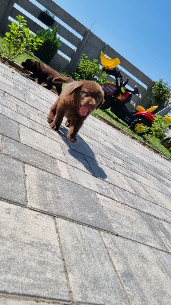 Labrador retriever