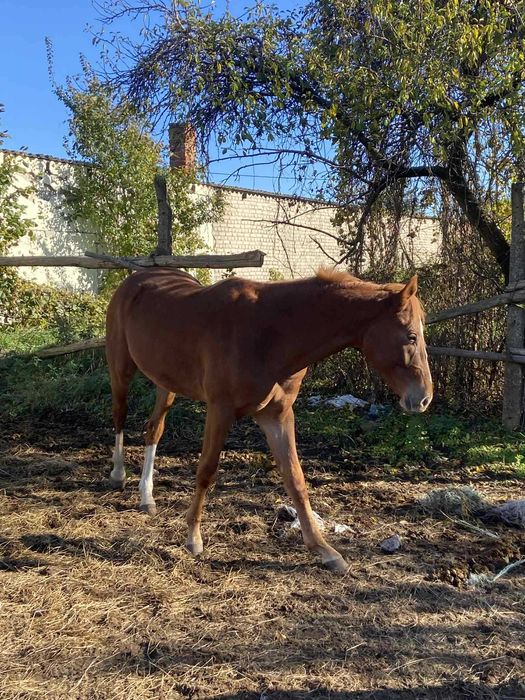 Sprzedam ogiera Tajfuna