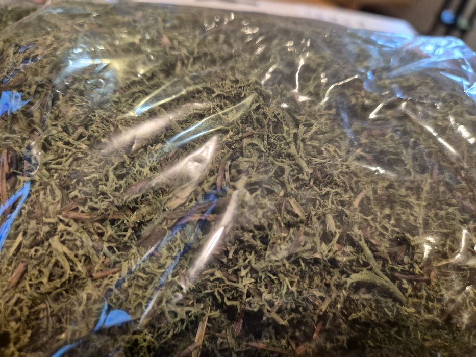 Mech dekoracyjny zielony