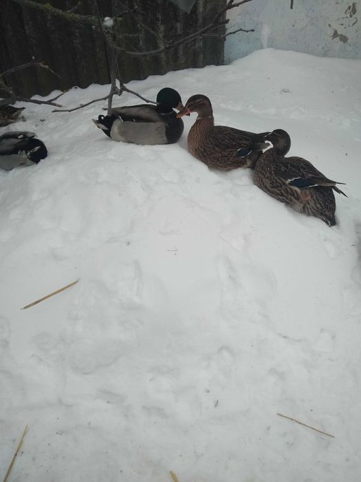 Продам качок Кряква