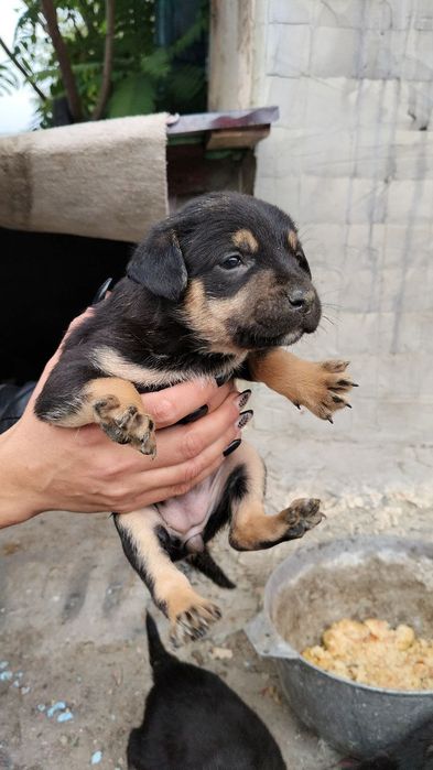Відам цуценят в добрі руки