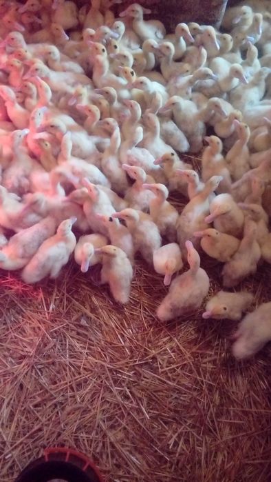 Kaczki od 2 do 6 tygodni  biegusy,mulard,maximus,dworka,pekin .