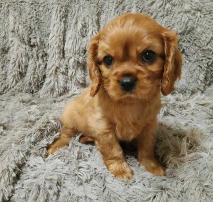Cavalier King Charles Ruby