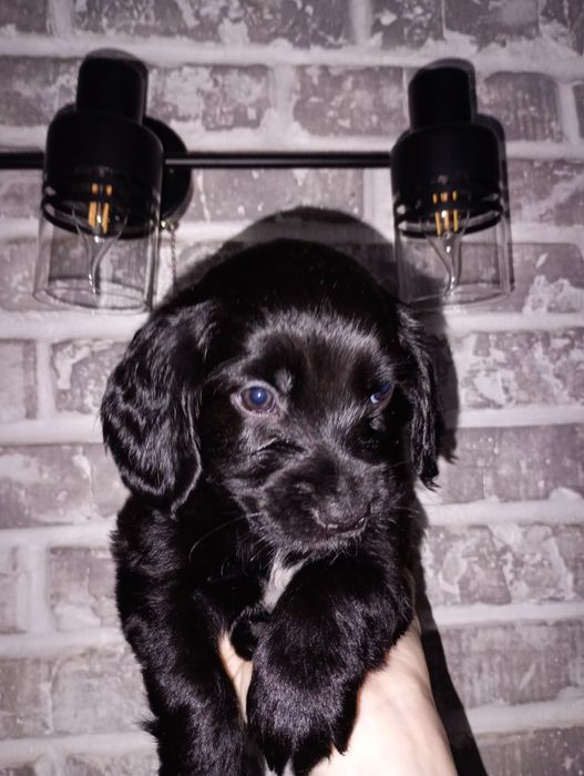 Цуценята кокер- спаніеля! 
У