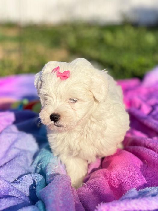 Bichon Maltês linda menina mini branquinha