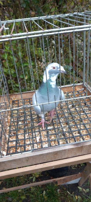 Gołębie staropolskie