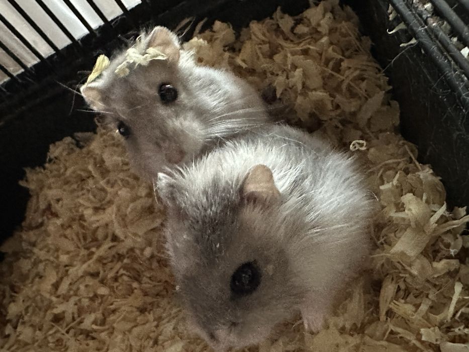 Chomiki Dżungarskie