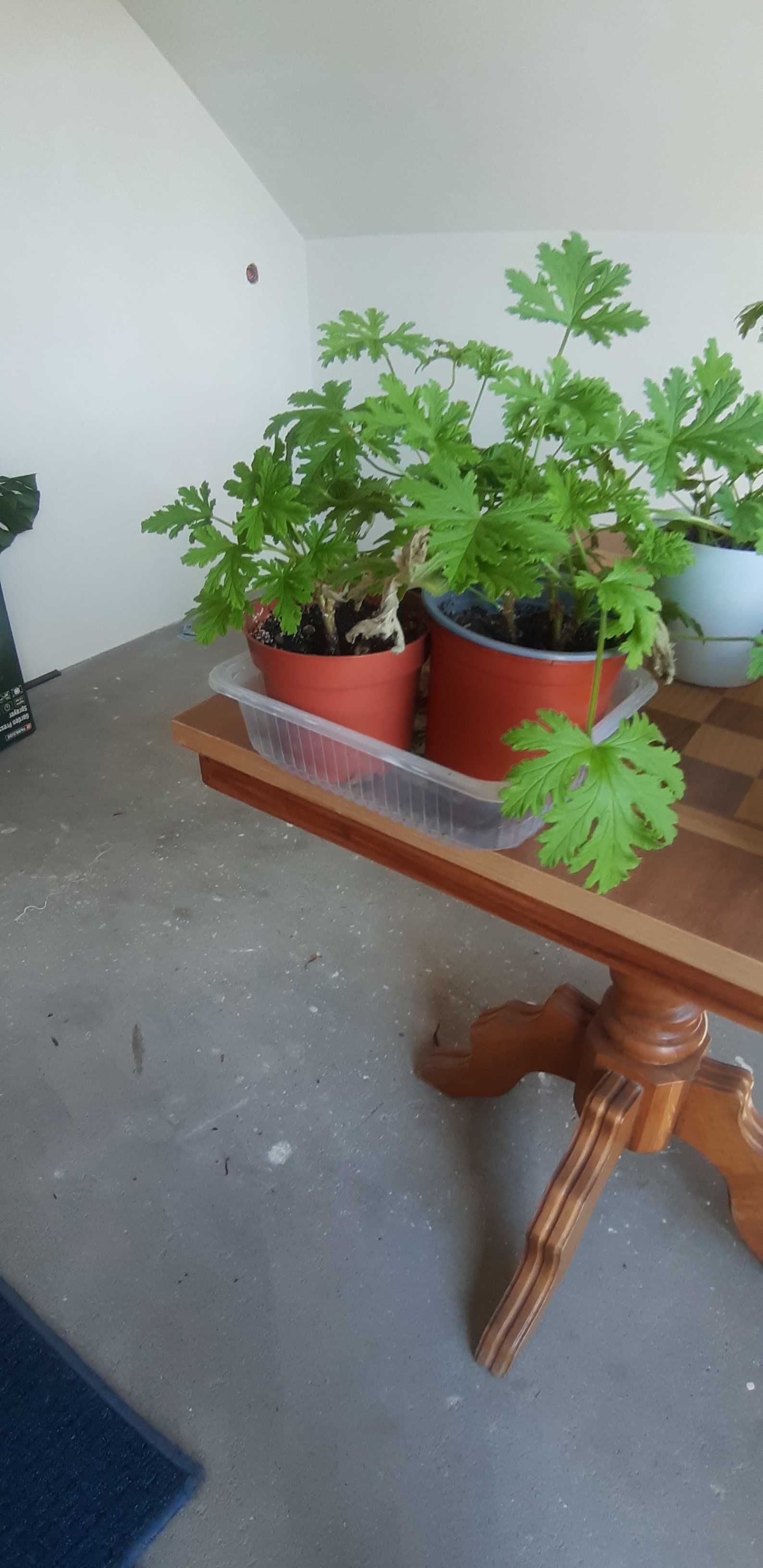 Geranium anginka cytrynka