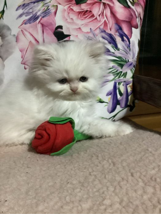 Pers milusia koteczka biała