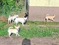 Chihuahua krótkowłosy piesek zkwp
