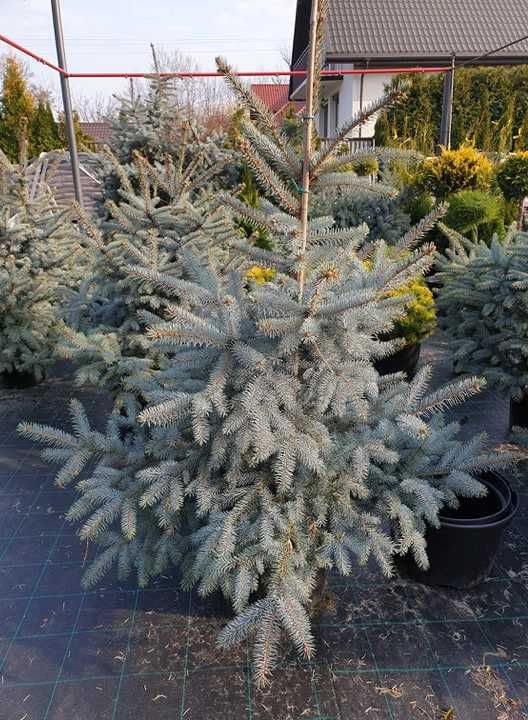 Thuja Smaragd/ Tuja Szmaragd 180-200 cm ładne, grube