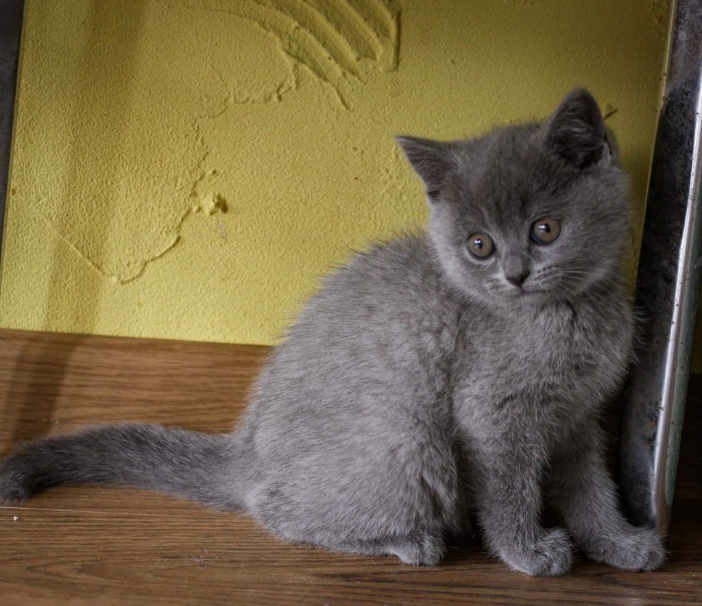 Kocięta kotki Brytyjskie niebieskie już do odbioru