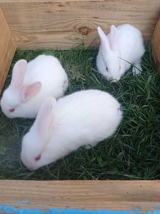 Кріль, порода Термонська Біла, живі кролі