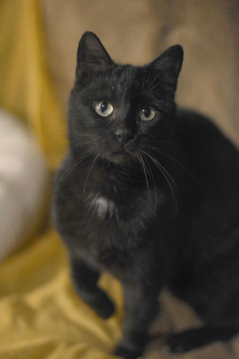 Urocza Mamba do adopcji