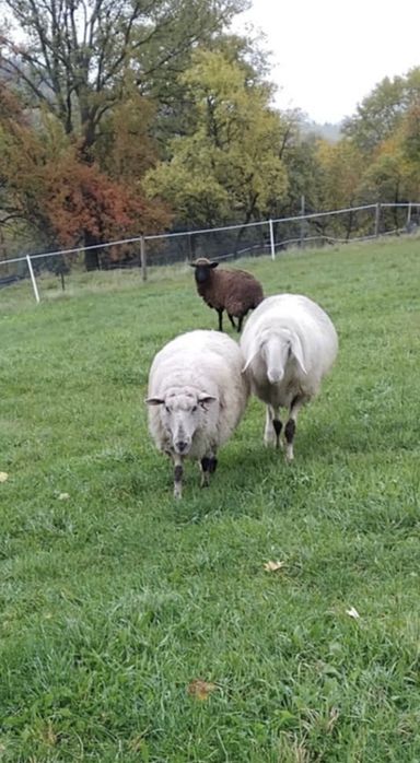 Sprzedam owce bergschaf