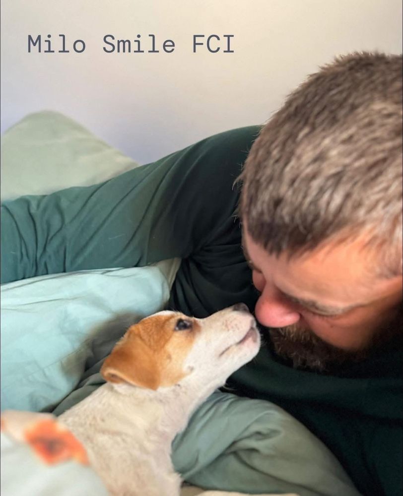 Jack russell terrier suczka gładkowłosa ZKwP FCI