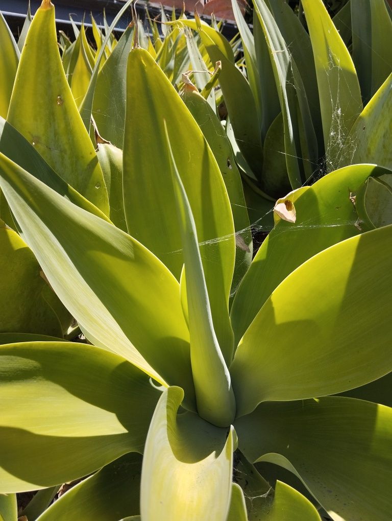 Agaves attenuata promoção de vários tamanhos