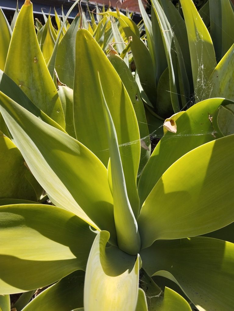 Agaves attenuata de vários tamanhos