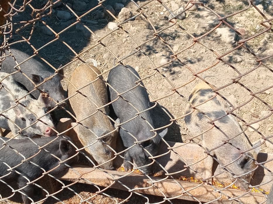 Продаю поросята Венгерська Мангалиця і В'єтнамські. Також може бути на