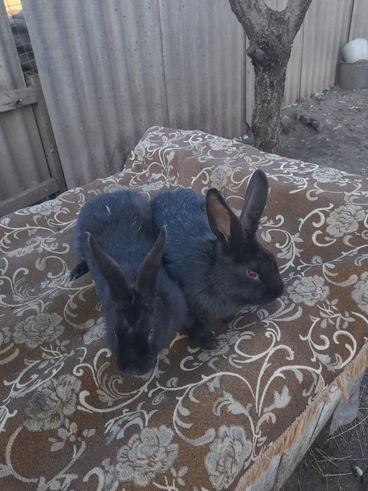 Полтавське срібло