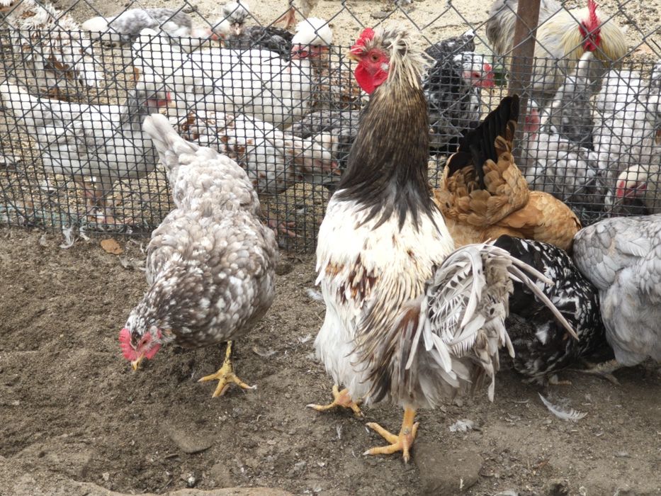 Jaja legowe czubate, lokowane ,gołoszyjki