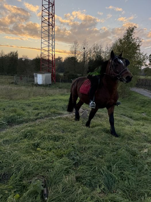 Koń Ogier Pogrubiany