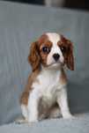 ***Cavalier King Charles spaniel suczka**