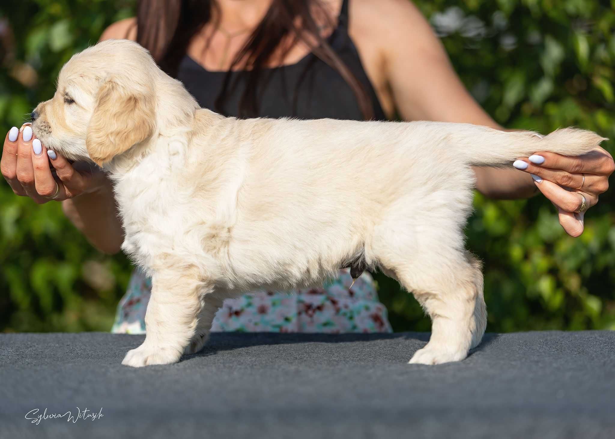 Golden Retriever ZKwP, zapowiedź miotu