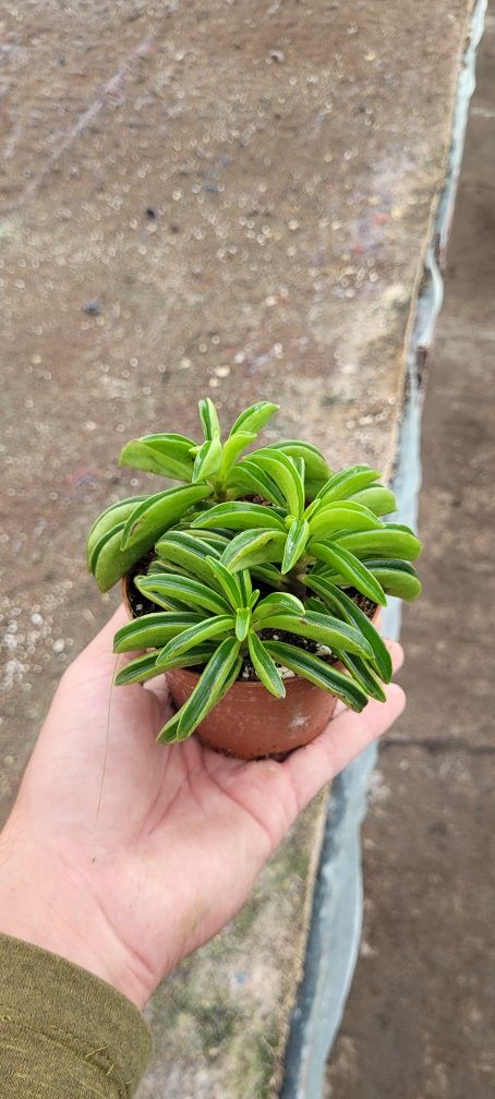 Peperomia dolabriformis "firesparks" w doniczce 9cm