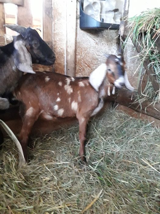 Koziołki anglonubijskie i la Manche