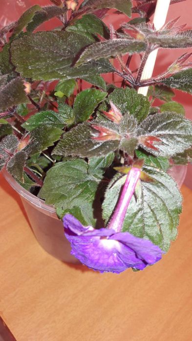 Цветы комнатные ахименес