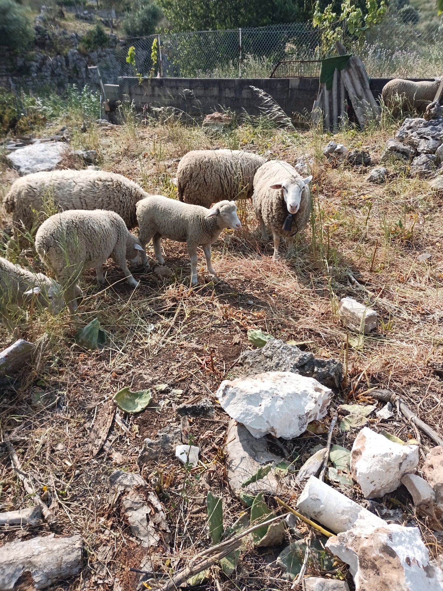 Animais da quinta para trocar de pastio
