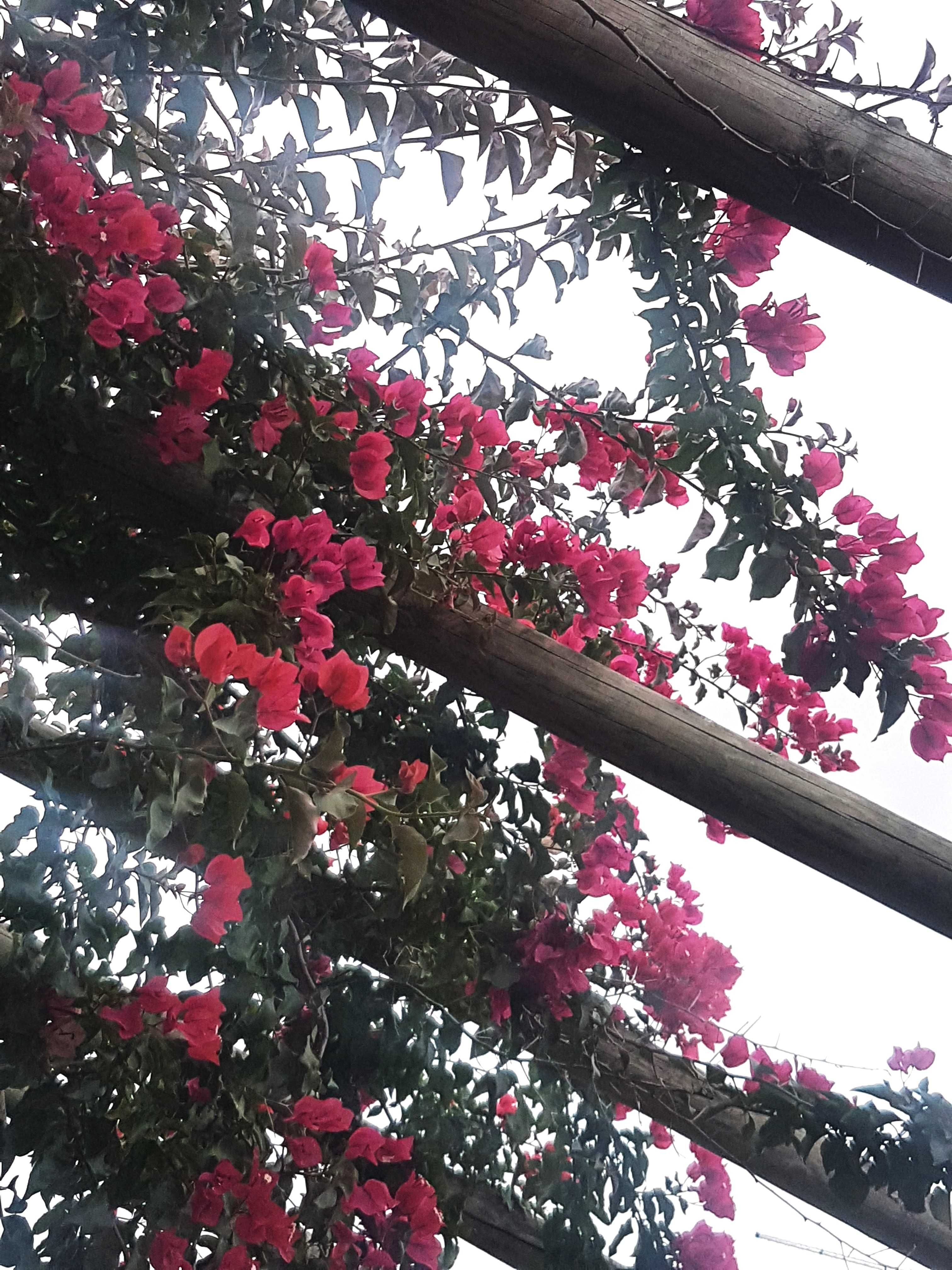 Buganvilia cor de rosa claro ou escuro