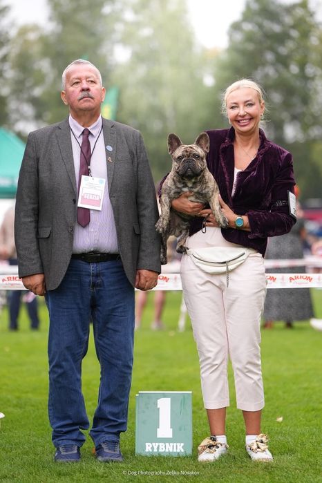 Buldog francuski suczka ZKwP