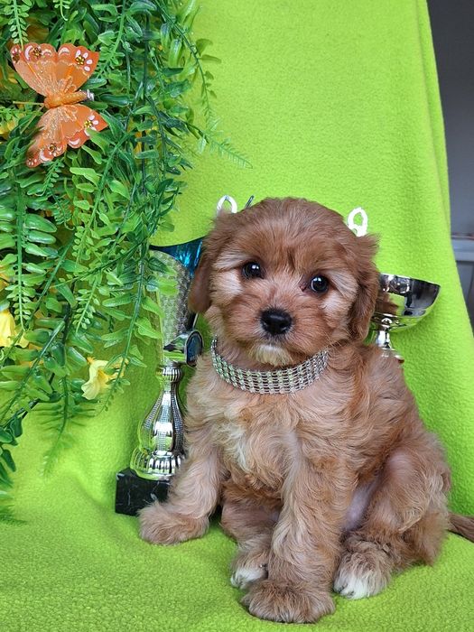 Cavapoo suczka z paszportem i certyfikatem