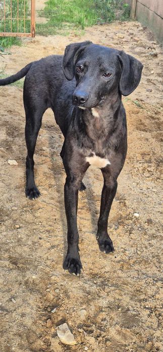 Piesek około 2 lata