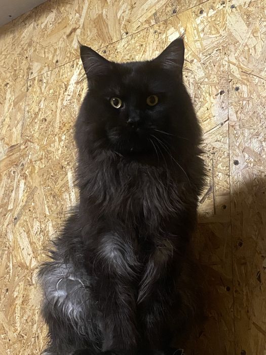 Котик Мейн Кун брутальный красавчик