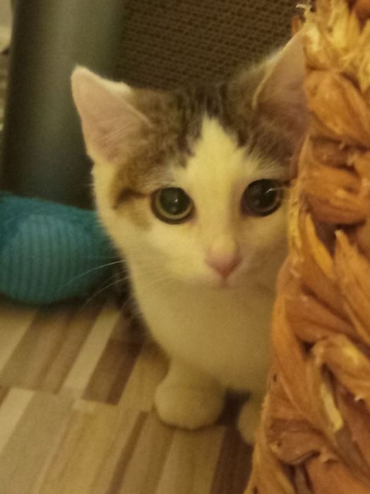 3 miesięczna kotka szuka domu niewychodzącego