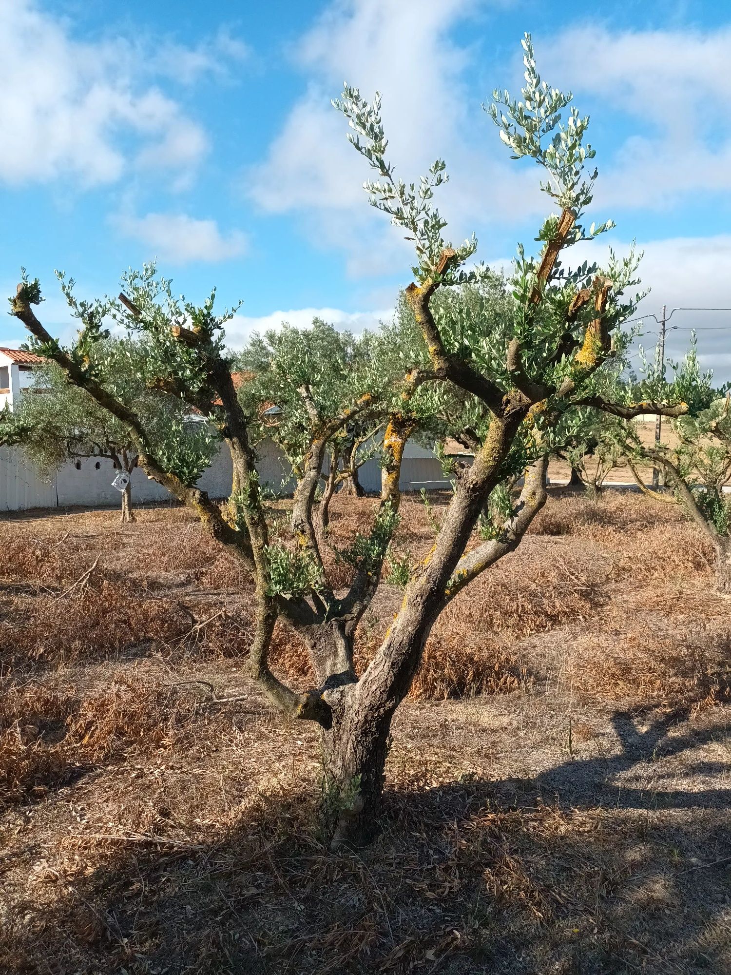 Oliveiras para transplantar ou jardim