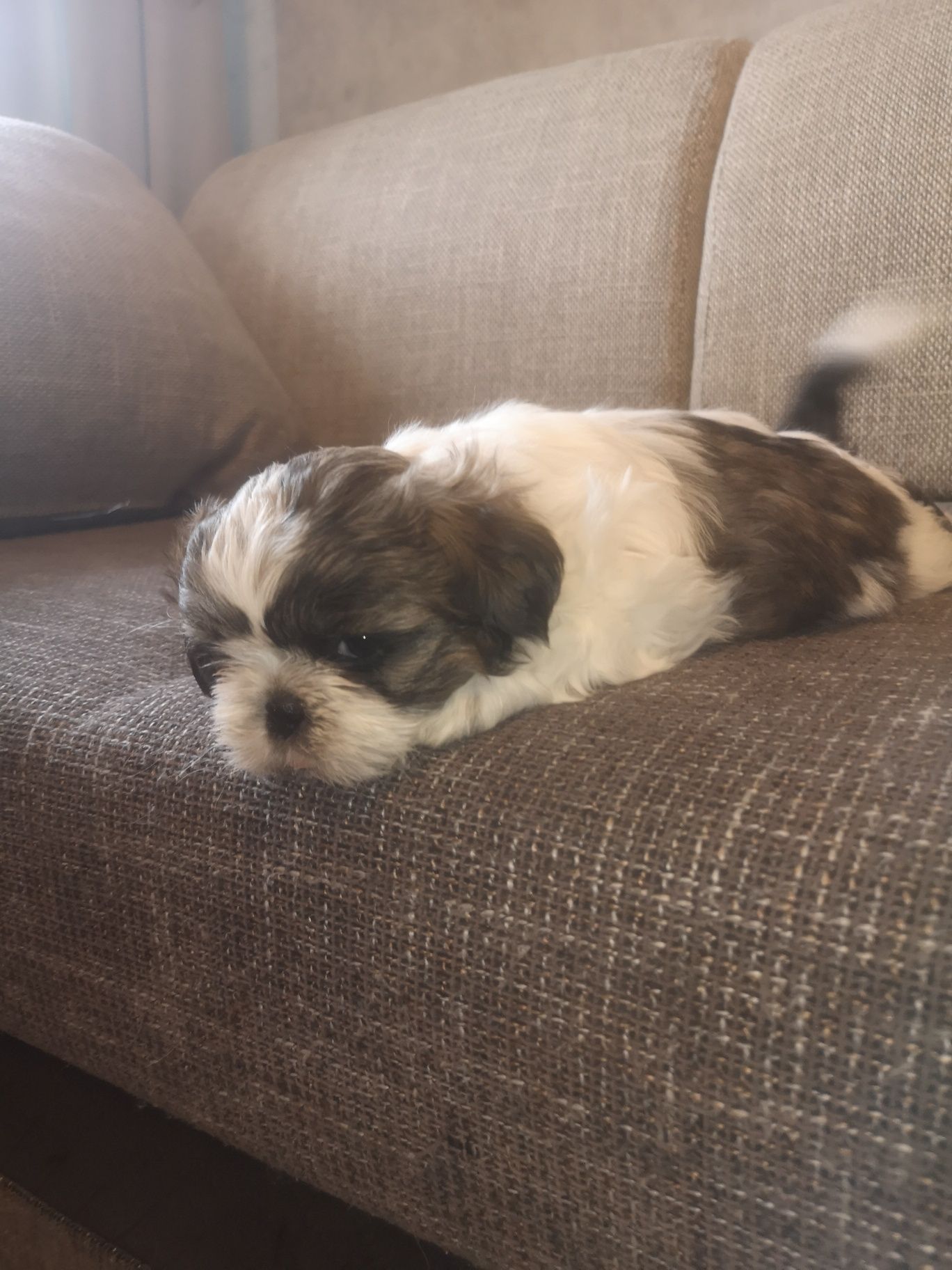 Shih-tzu cudowna sunia