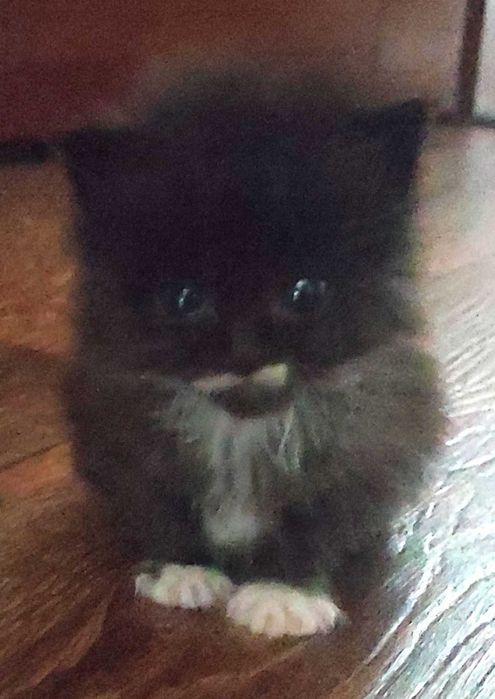 Маленькі пухнасті антистресики