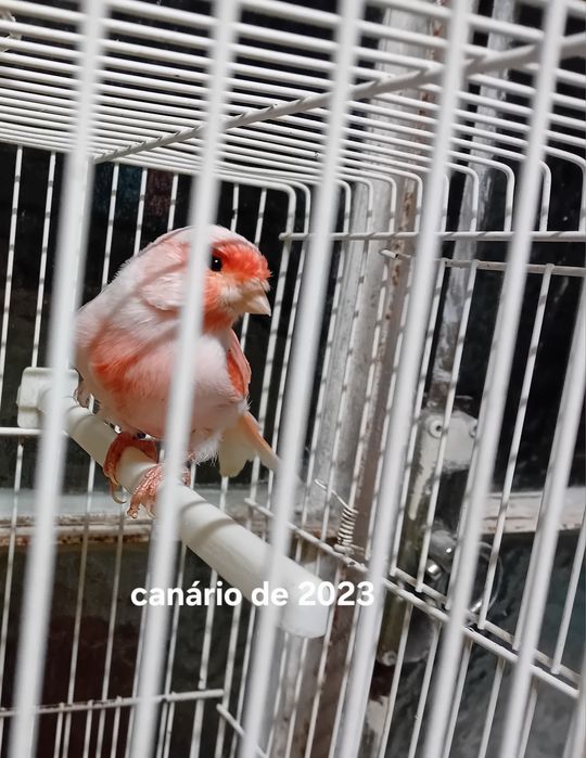 Canário de 2023 mosaico