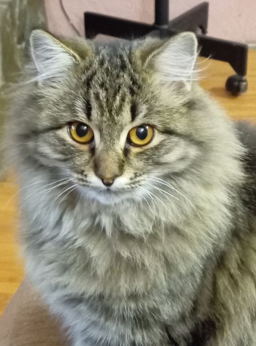 Котята, кошечки, котик в добрые руки