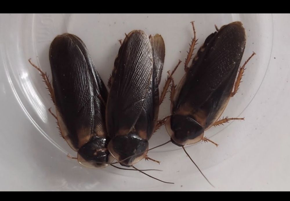 Karaczan argentynski dubia - samce 4-5 cm