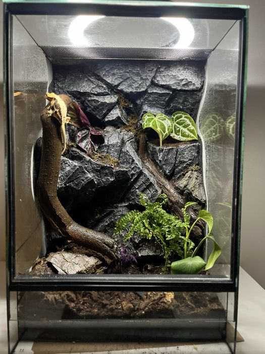 Terrarium 40x40x60 dla gekona orzęsionego - z tłem skalnym